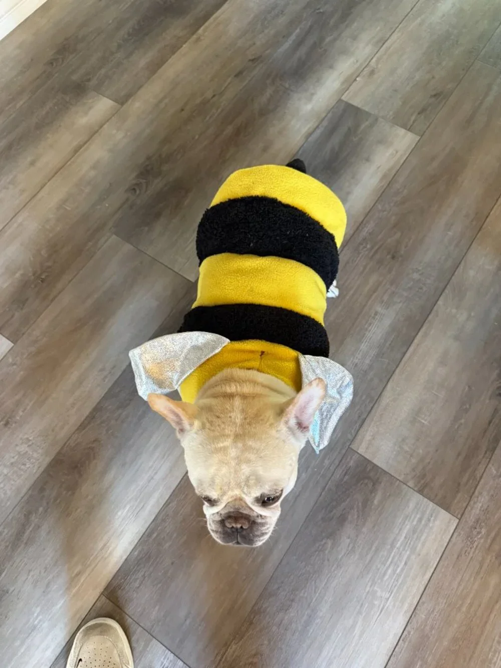 Dog Bee Costume - Medium